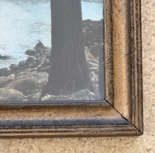 Lg Vtg Hand Tinted Oil Colored Photo Coastal Cypress Trees 12.75”x15.75” VG - Picture 7 of 12