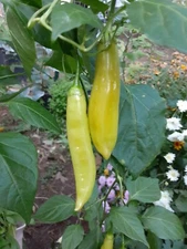 30+ AJI MARCHANT/ITALIAN WHITE Pepper Seeds 100% Organic Same As BRUNO's Peppers