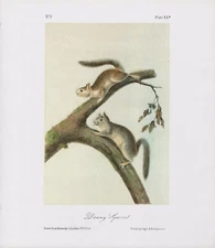Audubon 1989 Vintage "Downy Squirrel" Lovely Mammal Color Art Plate Lithograph