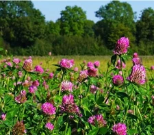 1000+ Mammoth Red Clover Seeds (Trifolium pratense) -Flower Legumes Pollinator