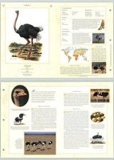 Ostrich #48 Birds - The Illustrated Animal Library Fold-out Page & Print