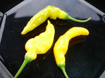  Aji Pineapple Chili Samen ertragreiche Sorte aus Peru mit Ananasaroma