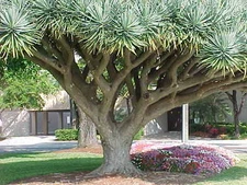 Dragon Tree, Dracaena draco, Tree Seeds