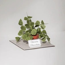 Paper Model DIY Kit  |   Forever Green — Christia Obcordata｜蝙蝠草