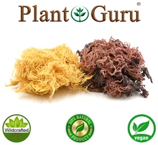 St Lucia Sea Moss / Dr Sebi Irish Moss Wildcrafted 100% Raw Gold, Purple, Green.