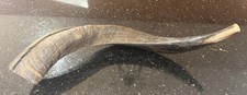 Preowned Ram Shofar Horn 14" Traditionally Polished