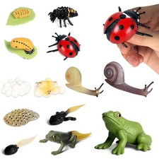 Insect Life Cycle Toys 13Pcs