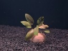 New ListingLagenandra Meeboldii 'Red'- Live Aquatic Plants - Epiphyte fish shrimp tank