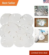 Bulk Sand Dollars 3-3.5   - 15 Natural Seashells for Christmas  Beach Themes