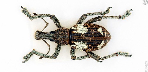 Curculionidae - WEEVIL - Rhynoscapha spp - Yapen, Irian Jaya, Indonesia (RSY1) - Picture 3 of 3