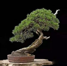 30 Bonsai Tree Japanese Black Pine Seeds to Grow - Must Have Bonsai 