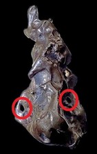 Golden Pallasite Meteorite ~ Nicely Sculptured ~ Two Holes ~ 2.016 grams