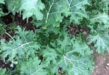 Premium White Russian Kale - Fresh Organic Heirloom Seed -