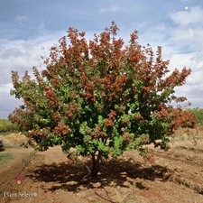 Hot Wingsβ’ Tatarian Maple Tree Live Plant Ornamental Landscape