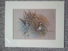 basil- ede beautiful english bird prints, colour, vintage, signed, from painting