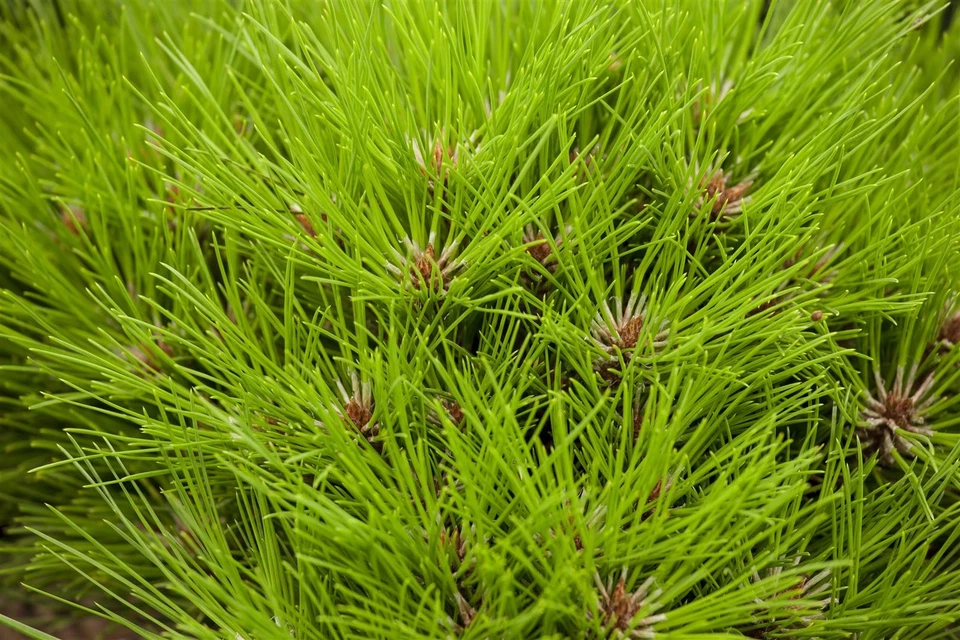Pinus nigra 'Marie Bregeon', Schwarzkiefer, 30–40 cm - Bild 2 von 3