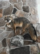 FHWL25 - Grey Fox Taxidermy Full Body Mount Cabin Camp Man Cave