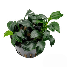 Anubias Barteri Dark Angel  Aquarium Plants Factory 