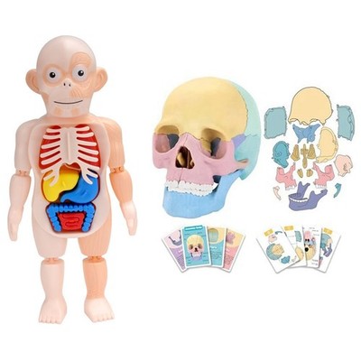 Menschliches Organmodell Abnehmbares menschliches medizinisches Schädelmodell R6L92873