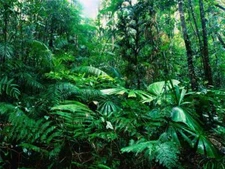 AMAZON RAINFOREST GLOSSY POSTER PICTURE PHOTO rain forest jungle leaf green 252