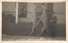 HUNTER KILLED DEER beulah mi real photo postcard rppc michigan hunting