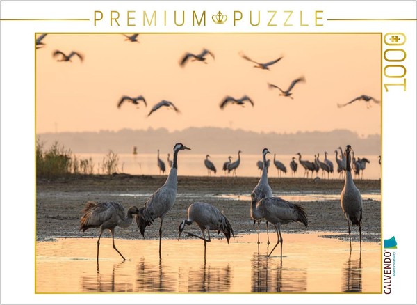 Calvendo Puzzle Cranes Standing In The Water At Their Roost | 1000 Pieces, Finis-image