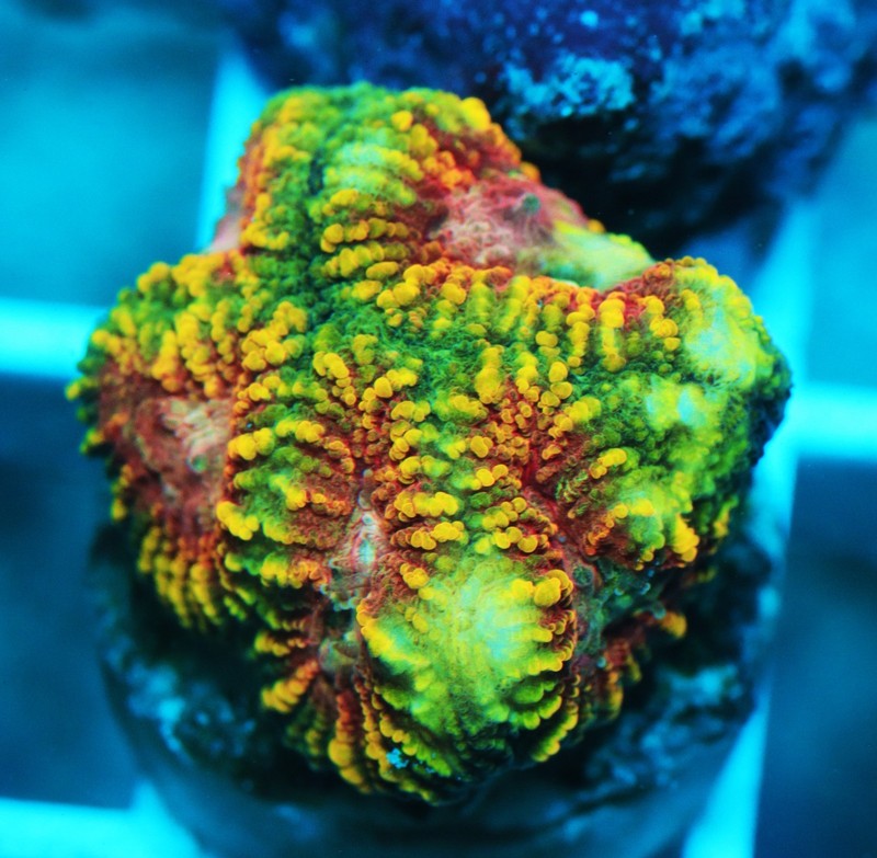 Watermelon Favia Frag Zoanthids Zoa Paly SPS LPS Corals, WYSIWYG