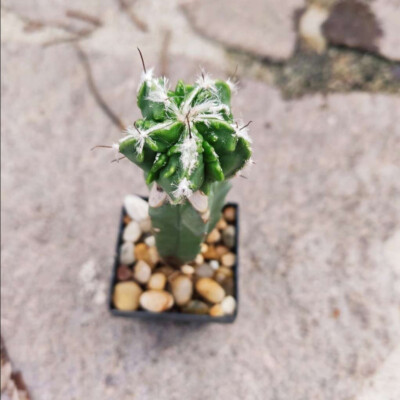Ariocarpus RARITÄT Astrophytum  , Astrophytum fukuryu 