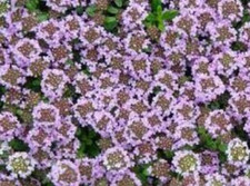 Feuilles sechées de Thymus longicaulis,Thym à longues tiges,feuilles séchées bio