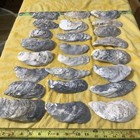Lot of 24  Large Atlantic Oyster Shells 4 1/4  To 7 Inch Long Craft Art Collect￼ — photo 6