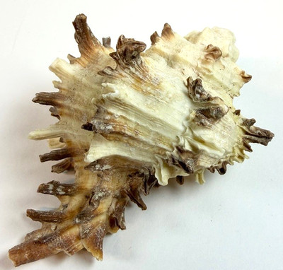 Murex Shell 87.6mm Chicoreus Ramosus Large Spiny shell Beach Decor
