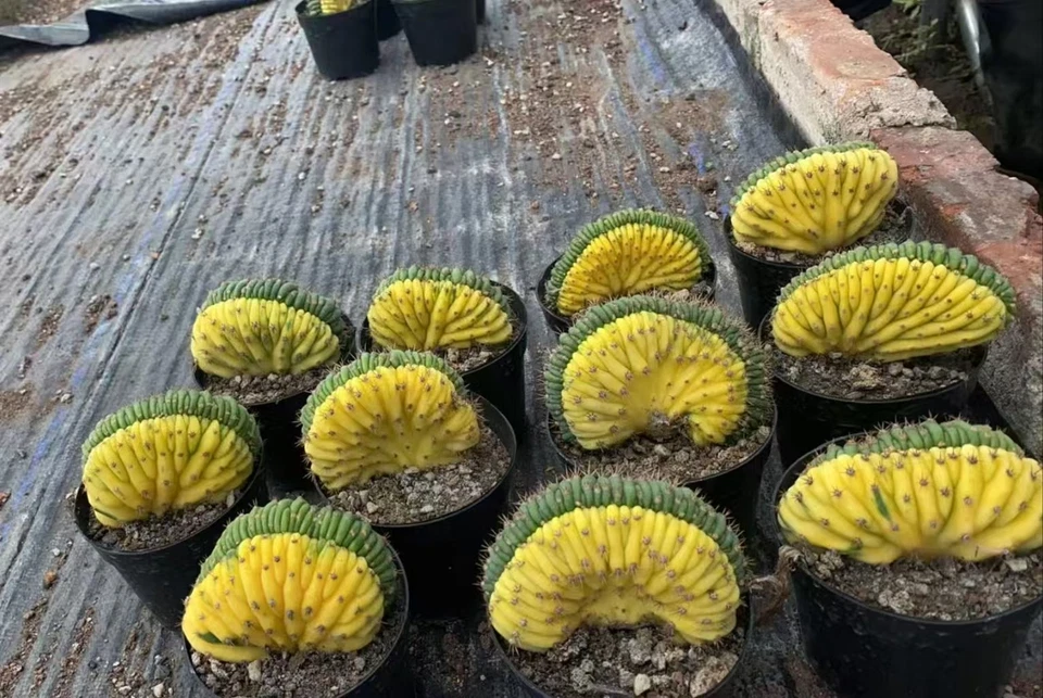 Rare Cacti SucculentLive CactusT.P Cristata Variegated 1/3/10PCS - Photo 2/3
