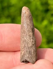 Fossil Deer Antler Bone Mammal Odocoileus Florida Pleistocene Ice Age