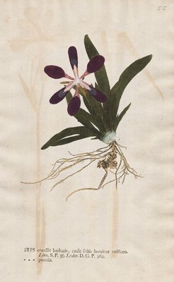 Iris pumila iris lily nature self print nature printing Kniphof 1757