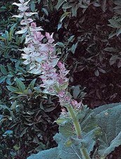 Sage Clary Salvia sclarea  1,000 seeds
