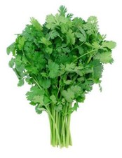 150 Graines de Coriandre Méthode BIO plantes légumes potager aromatique seed