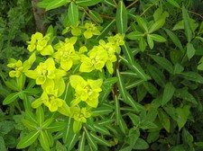 Euphorbia cognata - 9cm pot - Free postage on orders