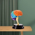 Human Brain Model Disassembled Educational Toy 4D Tool Brain Model Anatomy for