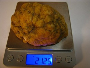 .46lb 3.4x2.5x1.7x1.8inch SEA LILY FOSSIL CRINOID CALYX PARTIAL INDIANA USA #272