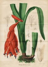 Billbergia Moreliana Bromeliads Brazil Brazil Botany Botany Litho E. Morren