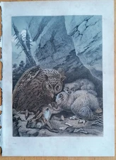 Owl - Original Print Buch der Welt - 1850