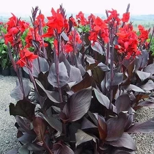 Canna Lily Red Flower Bulb - Purple Leaves Canna Lily Plant for Landscaping