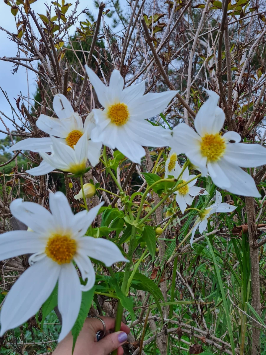 Dahlia imperialis sale