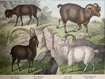 antike Grafik Fauna: Ziegen, Argali,  Original - Lithografie um 1880