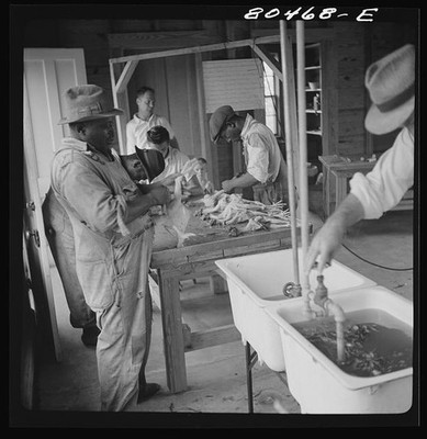 Coffee County Alabama 1941 FSA Canning Station Scalding Chickens Plucking