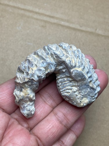 68g Rastellum Carinatum Oyster specimen from Madagascar - Picture 16 of 21
