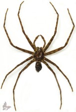 Spider(Araneae) No.9,from Malaysia, UNMOUNTED