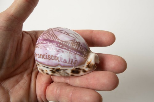 San Francisco Souvenir Shell (R4C)Hand Carved Golden Gate Bay Bridge Tiger Cowry - Picture 7 of 8