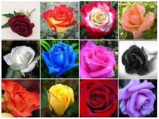 40 Mixed Colors Rose Seeds Beautiful Flower Plant
