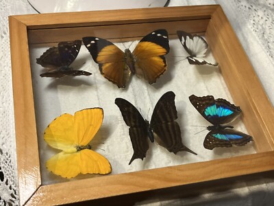 【中古】Butterfly in a Box [DVD] [Import] 8x12 Butterfly Box - Butterfly House